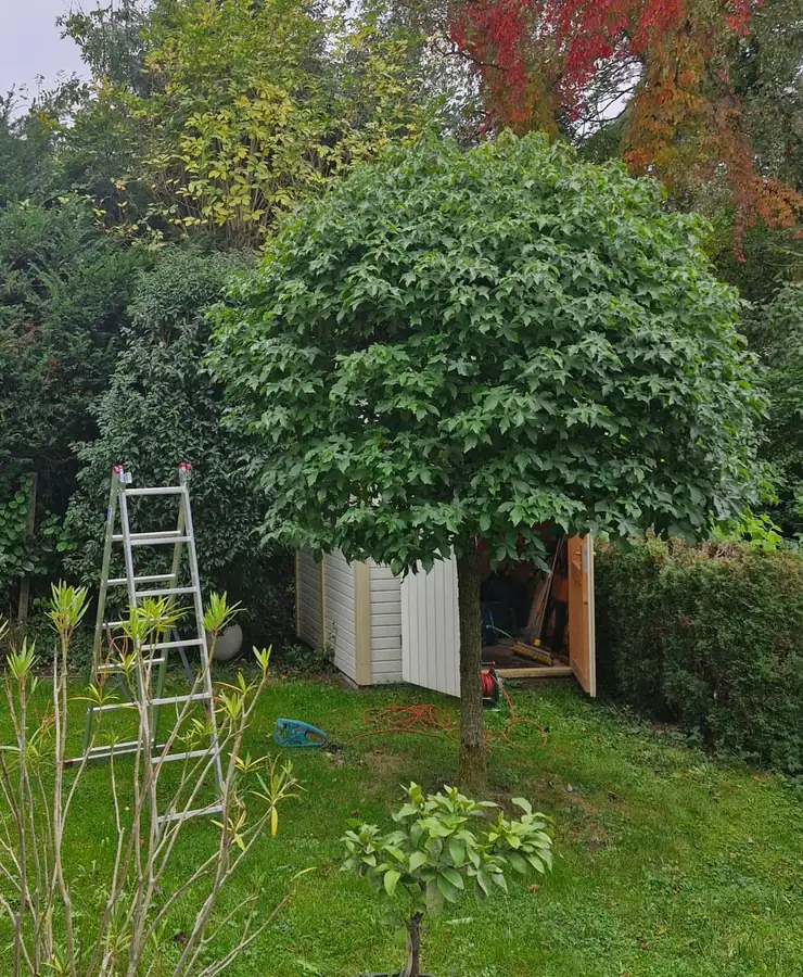 Baum nach dem Schnitt