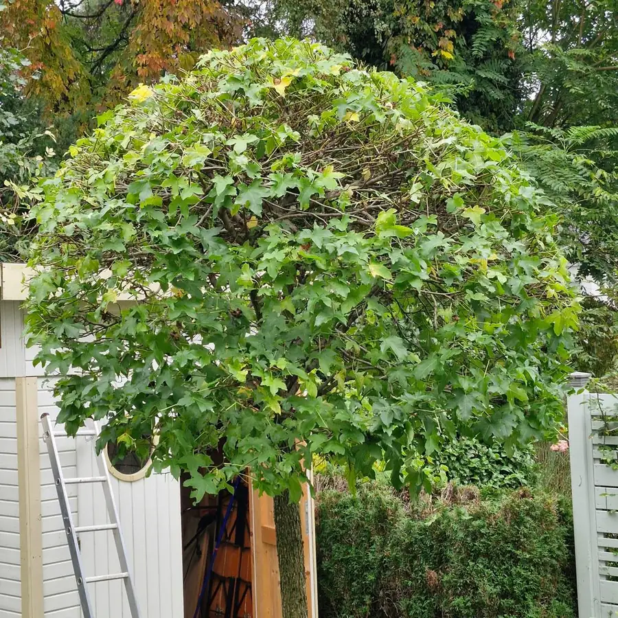 Baum vor dem Schnitt