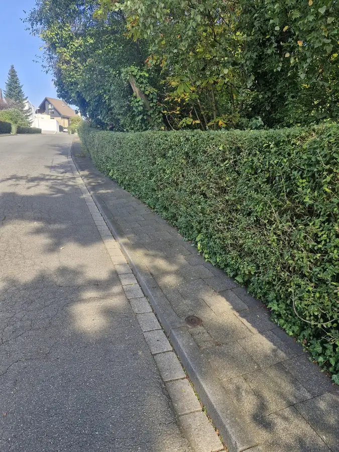 Hecke am Gehweg nachher, sauber aufgeräumt