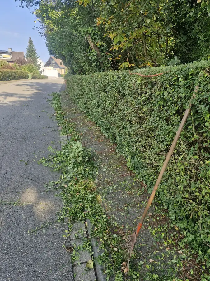 Hecke am Gehweg vorher, mit Schnittresten