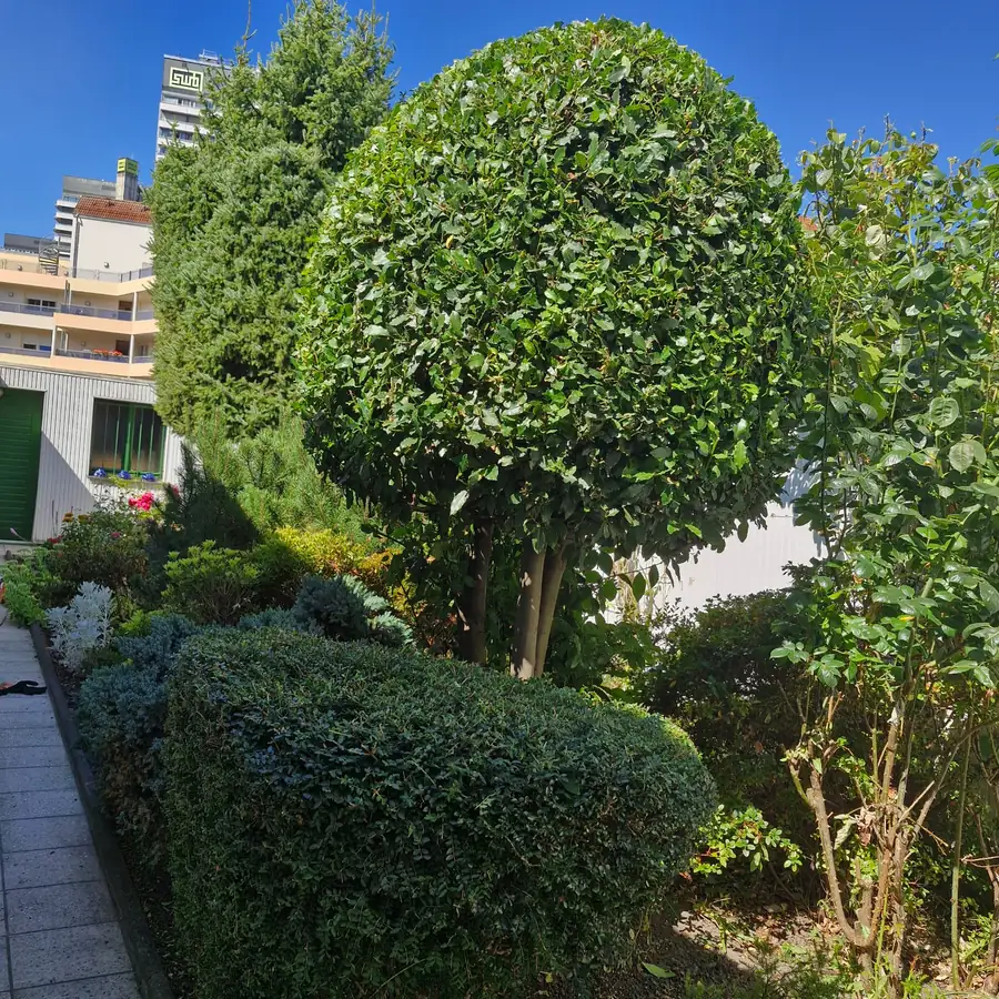 Baum nach dem Kugelschnitt