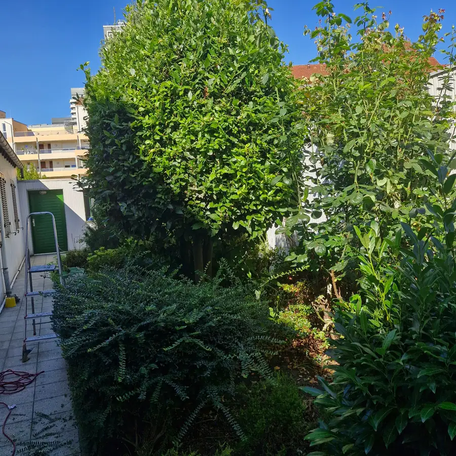Baum vor dem Kugelschnitt