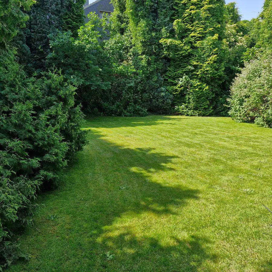 Frisch gepflegter Rasen mit sauber geschnittener Hecke